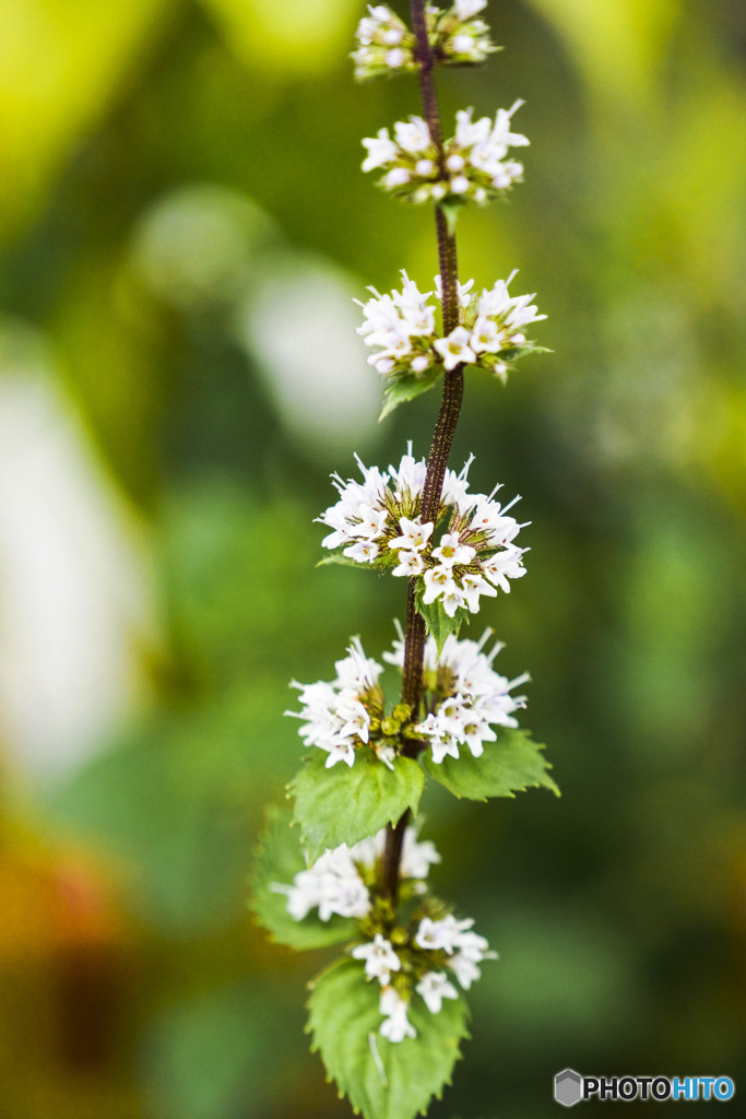 薄荷の花