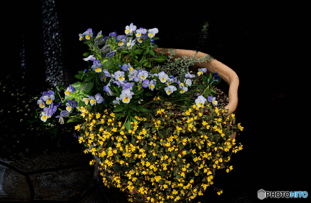 鉢植えの花