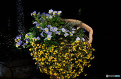 鉢植えの花