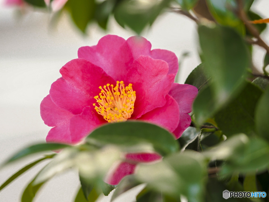 山茶花
