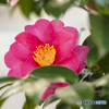山茶花