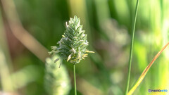 野草を探して