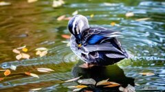 野鳥