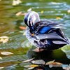 野鳥