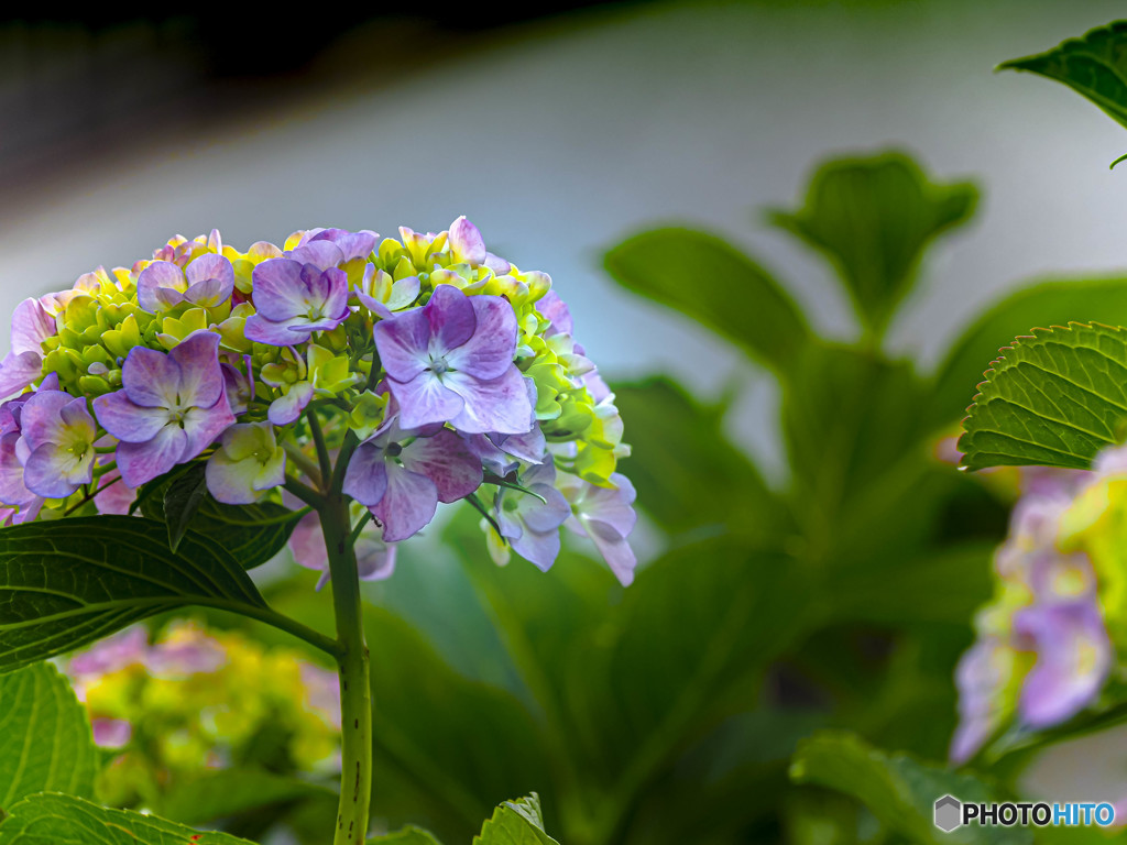 紫陽花