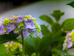 紫陽花