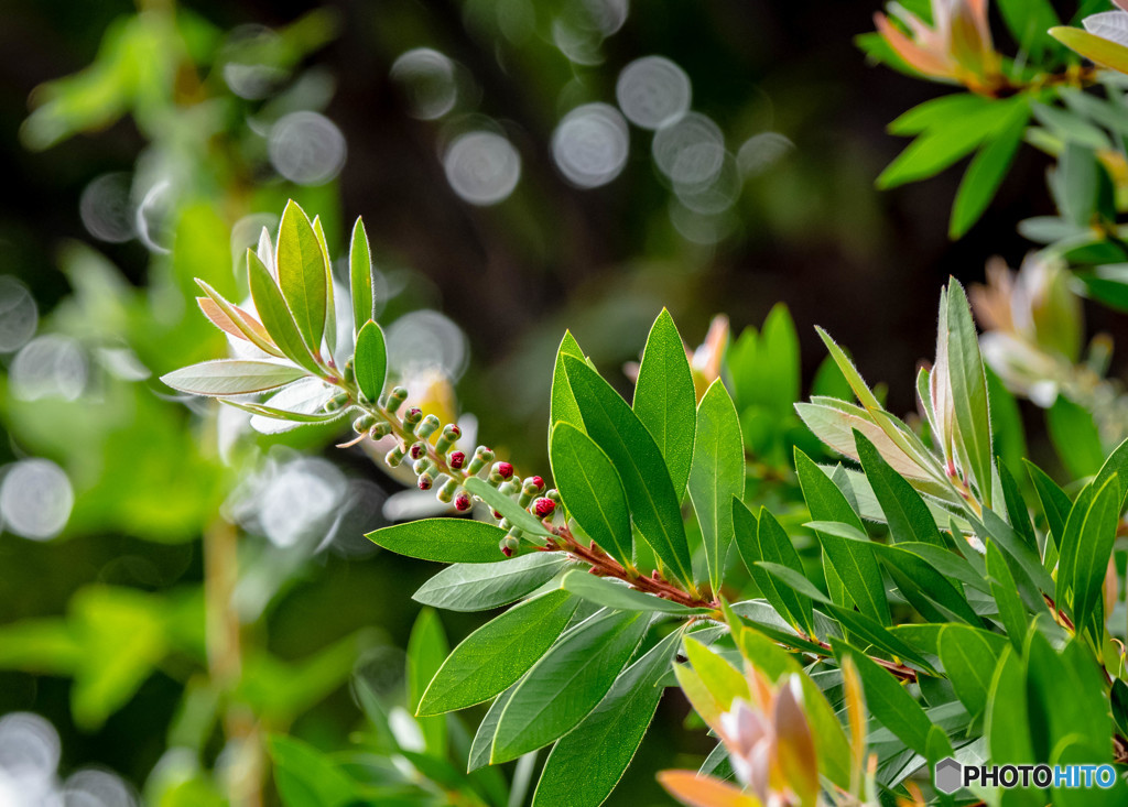 ブラシの木の蕾