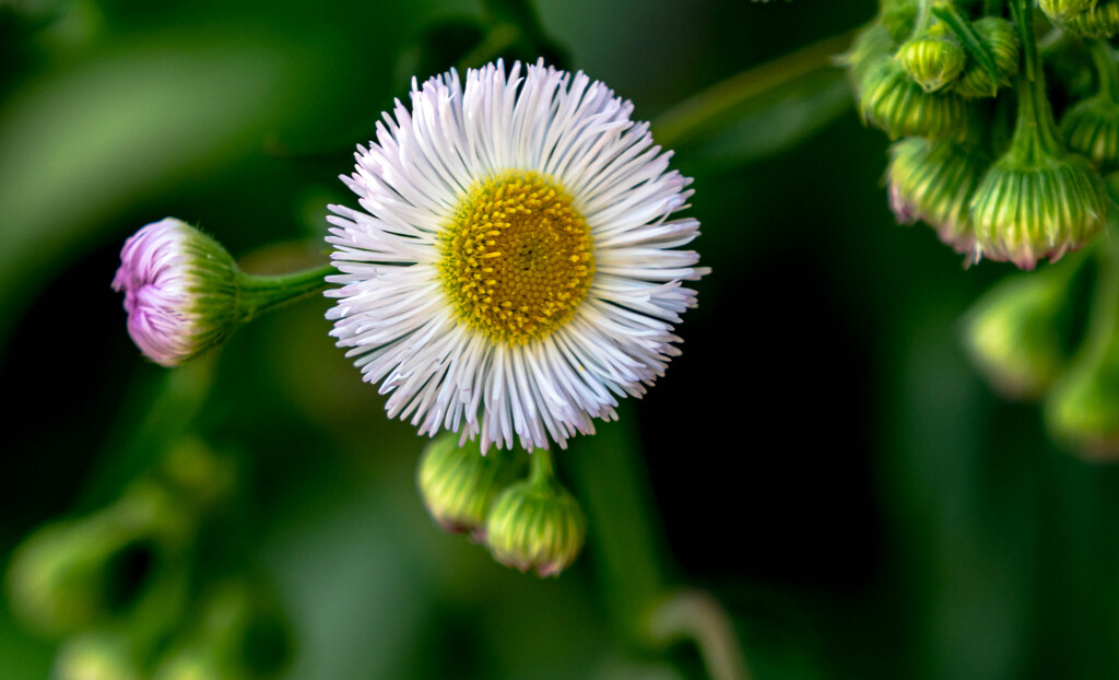 野草