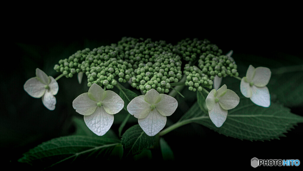 紫陽花