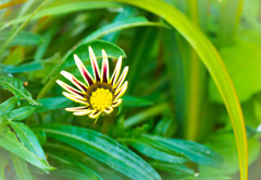 小さなガザニア