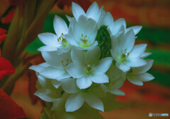 Ornithogalum