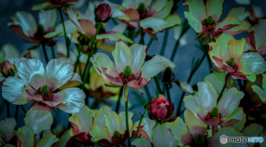 flower