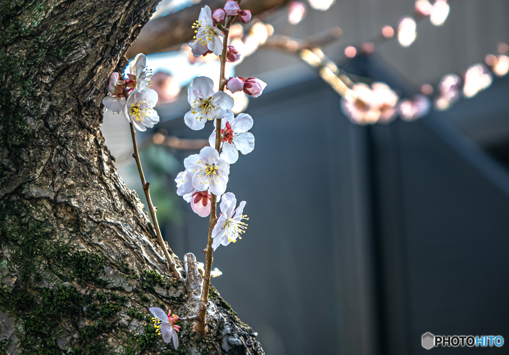 梅花