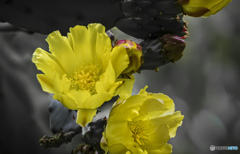 サボテンの花