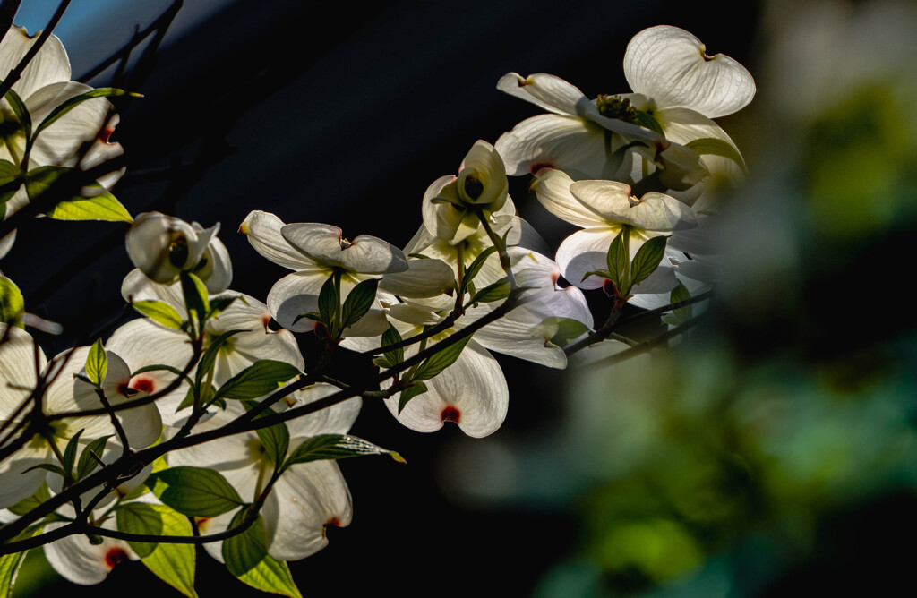 _flower