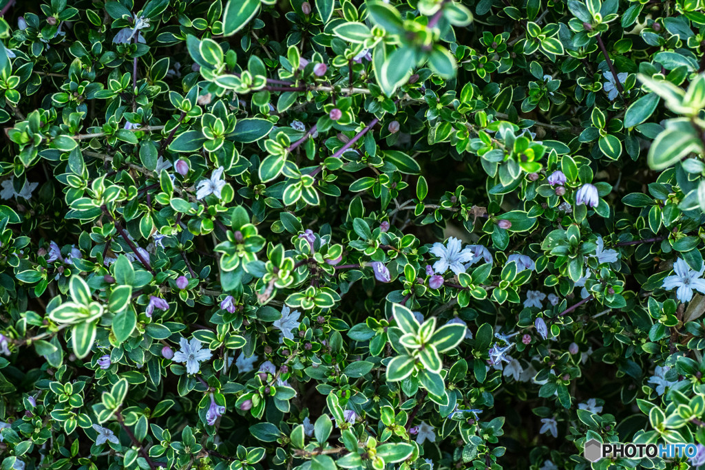 生垣の小さな花 By 光の子 Id 写真共有サイト Photohito