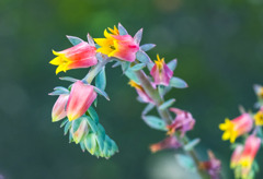 Echeveria