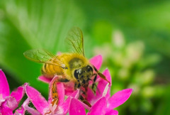 蜜蜂