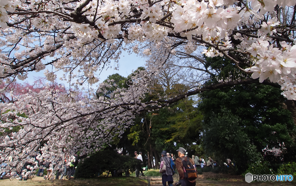 桜咲く