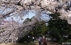 桜咲く