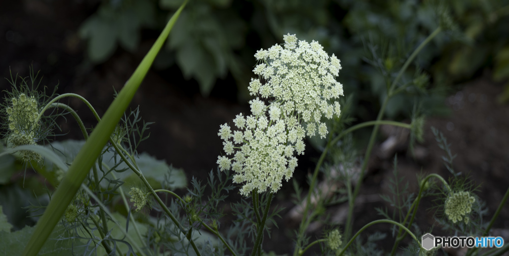 雑草の花
