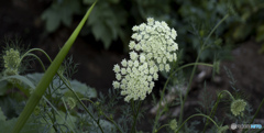雑草の花