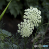 雑草の花