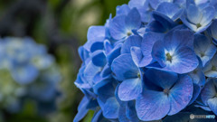 紫陽花