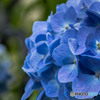 紫陽花