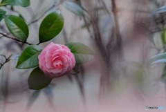 一輪の花