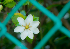 金網の中の花