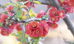木瓜花