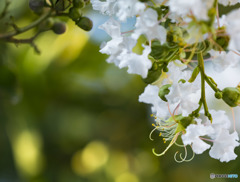 夏の花