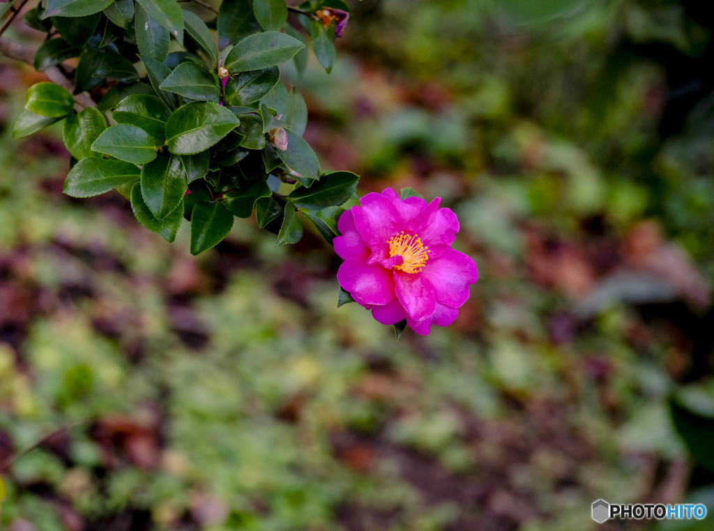一輪の花