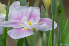 菖蒲咲く