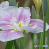菖蒲咲く