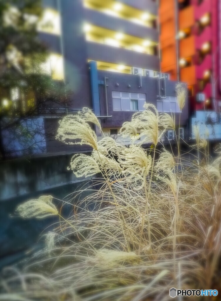 夕暮れ