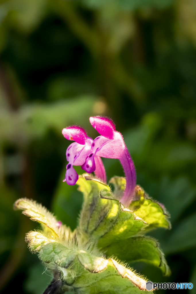 雑草の花・ほとけのざ