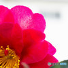 山茶花
