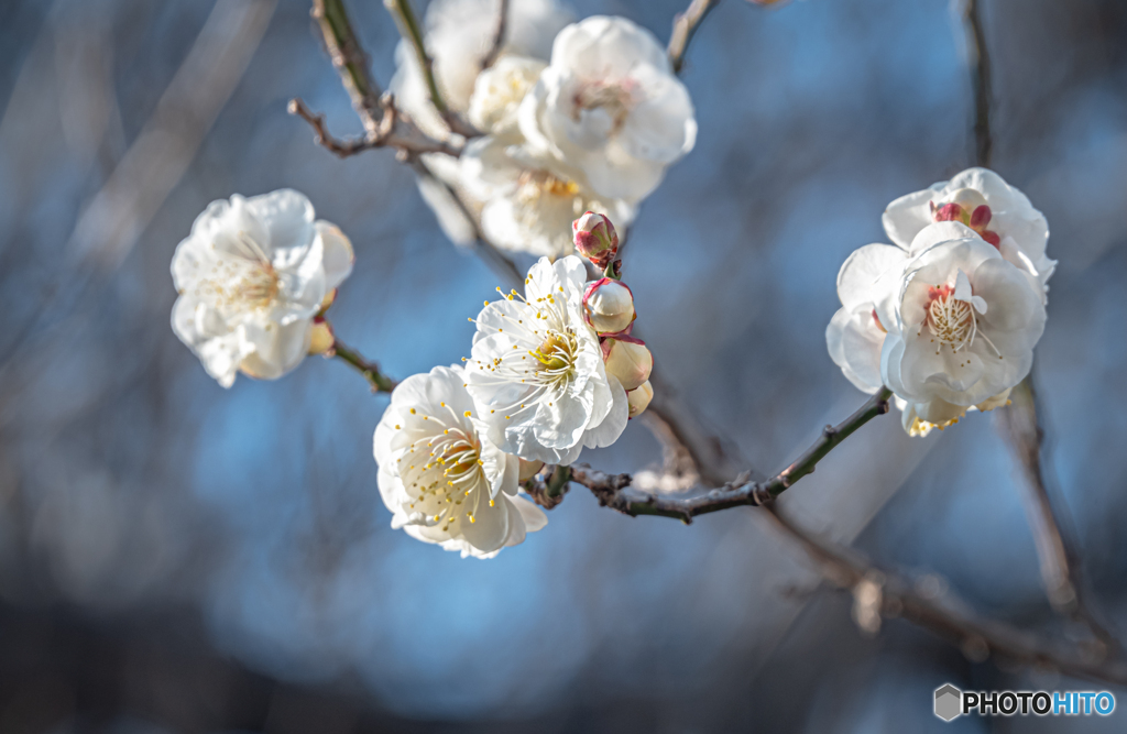 梅花