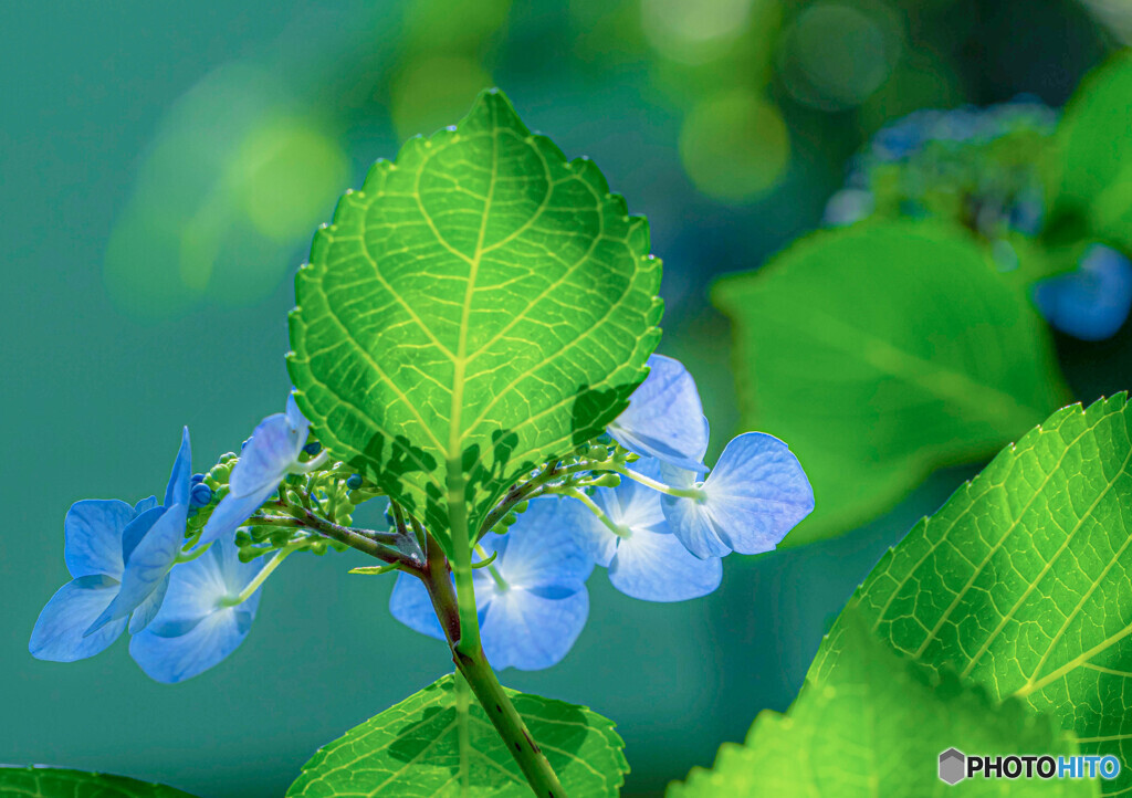 紫陽花