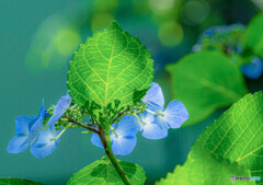 紫陽花