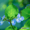 紫陽花