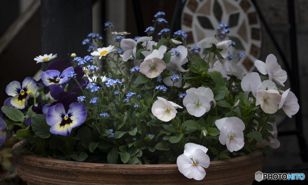 鉢植えの花