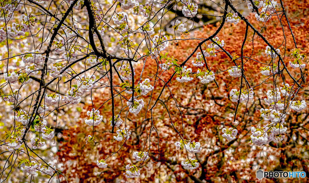 桜咲く