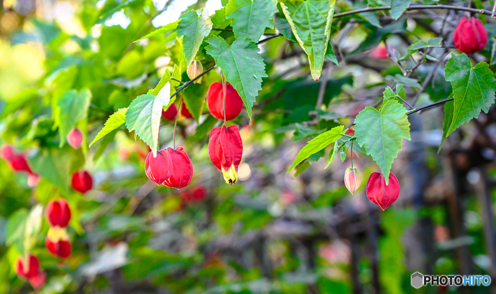 チロリアンランプ