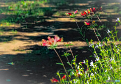 道端の花
