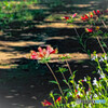 道端の花