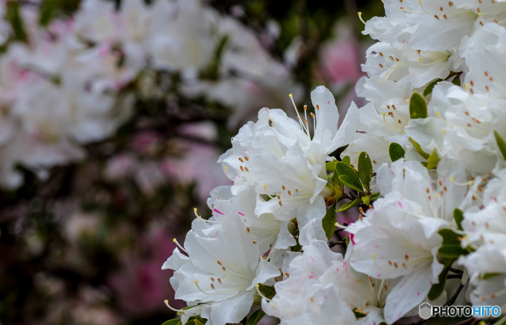 野に咲くツツジ