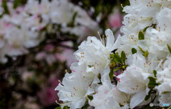 野に咲くツツジ